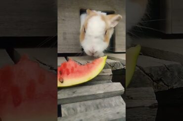 #rabbit #cute #bunny #pets #animals #mybunny #cuteanimal #animallife #shortvideo #everyone #farm