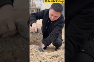 #cute #animals #rabbit #khargosh #funnyshorts #shortvideo #shortsviral