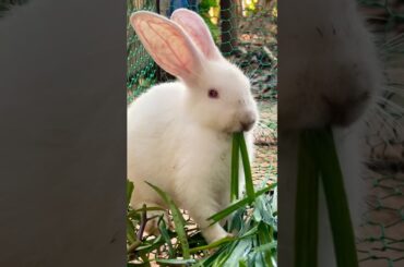 Cute rabbit #cute #yummy #rabbit #rabbits #lovely #love #shortvideo #short #shorts #top #funny