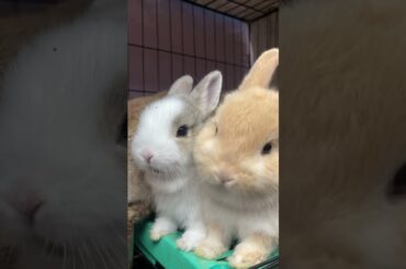 Two little rabbits #rabbit #pets #bunny #animals #mybunny #mycuterabbit #cutebunny #cuteanimals