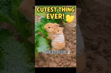 Cutest Bunny Moment Ever! Baby Bunny Ride in the Garden