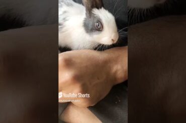 This cute bunny sat in my lap like a baby! Heart-melting moment with my bunny #ChikuBunny #shorts