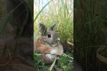 Rex Rabbit Enjoying Nature | Cute Bunny in the Wild