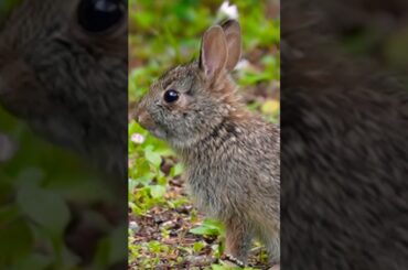 Cute Wild Baby Rabbit!! (Cute Animal Video) #rabbit #babyanimals #cute #babyrabbit #wildlife