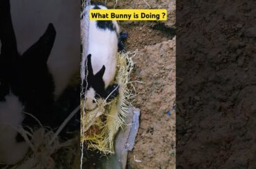 Bunny Digging Dreams #ytshorts #shortfeed #shortvideo #viralvideo #bunny #rabbit #cute #baby #music