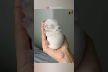 A girl saved an abandoned baby rabbit #animals #wildanimals #wildlife #rescue #love #cute #pets
