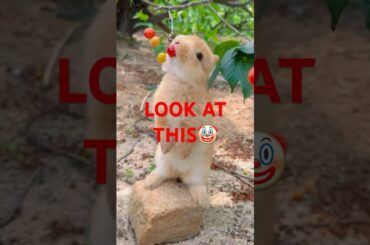 cute baby rabbit  #cutestanimal #cute #cutepets #rabbit #rabbits