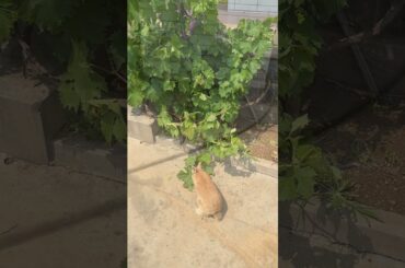 #rabbit #cute #cutebaby #mycuterabbit #bunny #pets