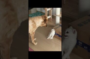 #cutebaby #cute #bunny #pets #animals cat