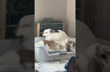 Silly Yoshi! Elphie is trying to eat! #bunny #rabbit #cute #pets #love #bunnies #adorable #hungry