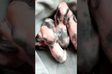 Rabbit Growth - Cute Baby Rabbit ( 1 to 15 days ) #shorts @AnimalLovers95-8