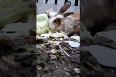 core kelinci #rabbit #bunny #cute #shortanimal