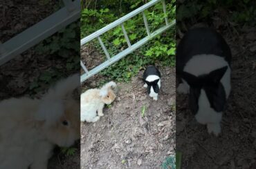 Cute rabbit exploring the slope #shorts #asmr #cute #rabbit #bunny #animals