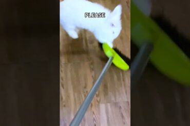 #crazybunny #cutebunny #funny bunny