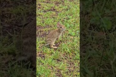 Cute bunny, Maryland, USA