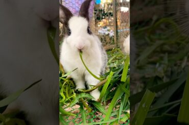 My cute Rabbit #cute #yummy #rabbit #rabbits #lovely #love #shortvideo #short #shorts #top