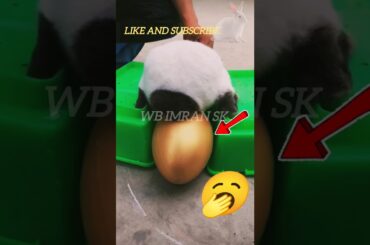 Many baby rabbits inside the egg #rabbits #rabbitlife #trending #animals