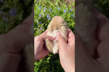 Can you spot the cutest Bunny? #shorts #bunny