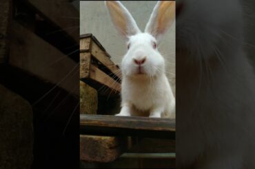 cute bunny #rabbit #kelinci #shorts