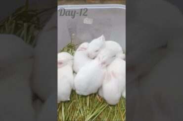 Rabbits baby growth day-12.#rabbit #rabbitsbaby #babygrowth #cutebunny #pets #shorts #shortsfeed.