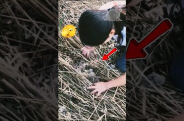 so sweet cute baby rabbit #shortvideo #babypets #cute