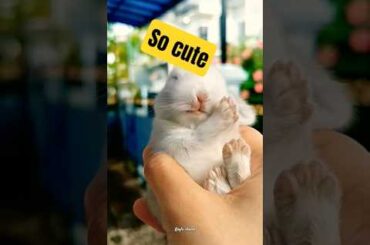 when still a baby #rabbit #cute #short #kaylachanel