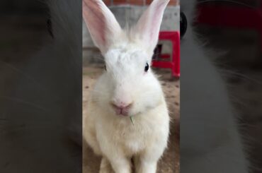 Cute Rabbit #rabbit #mycuterabbit #cuteanimal #asmr #bunny #cutepet #cute #mybunny #pets #cuterabbit