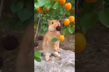 cute bunny eating fruit