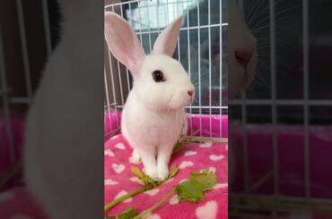 #rabbit #mycuterabbit #cutebaby #bunny #pets #cute