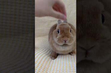 Rabbits when Anger #rabbit #amazing #bunny #cutebunny #pets #animals #shorts