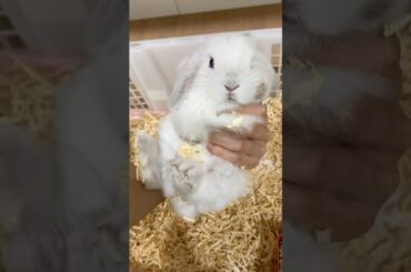 CAN'T STOP THIS SNACK SESSION #bunny #mybunny #petrabbit #mycuterabbit #petbunny #cute #funnybunny