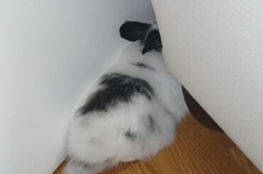 Reverse buncomfortable