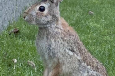 Campus Cottontails