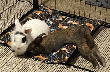 Bunny Boomerang 🐰🪃