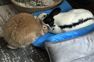 Bun pillow