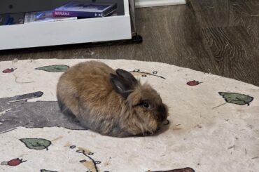 My son, the perfect loaf