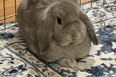 Optimal loaf form achieved