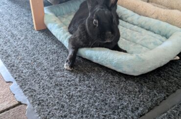 Silly guy didn't even move after I pet him