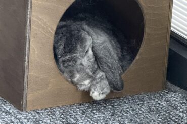 What is it with this Bunny?!