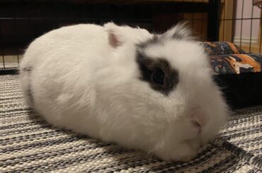 Loafed Up (and not wanting her picture taken 😝)