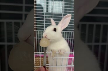 #rabbit #mycuterabbit #cutebaby #bunny #pets #cute #animals