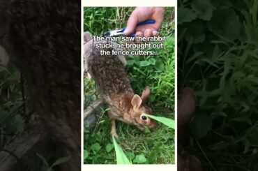 Baby rabbit asks for help and then this happened... #wholesome #wildlife #animals #rabbit #bunnies