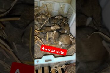 baby Flemish Giant rabbit 12 days old #flemishgiantrabbit #cutebunny #cute #cutebaby #fyp #shorts