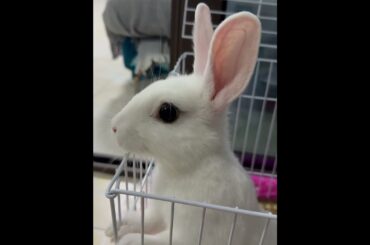 #rabbit #mycuterabbit #cutebaby #bunny #pets #cute #animals #love