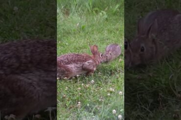 CHOCOLAT as a Baby! #shorts #bunny #rabbits