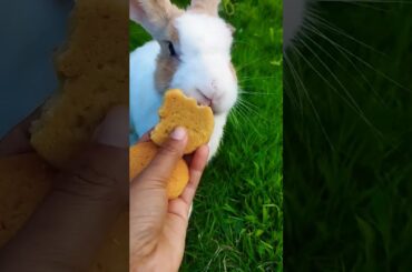#cute #animals #rabbit #cuteanimals #pets #mybunny #animal #bunny #mycuterabbit #cutepet