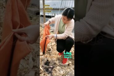 cute rabbit vlogs viral shorts #rabbit #animals #tiktok #short