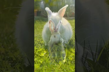 Cute and Funny Rabbit Playing #rabbit #rabbit #funny #funnyrabbit #viral