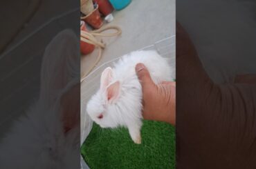 Angora bunnies #petcampus #petvloger #pets #cute #rabbit #bunny #bunnies #fluffypets #fluffyfriends