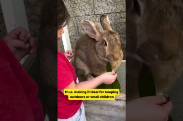 cute rabbit #rabbit #videoviral #cute #funny #viralvideos